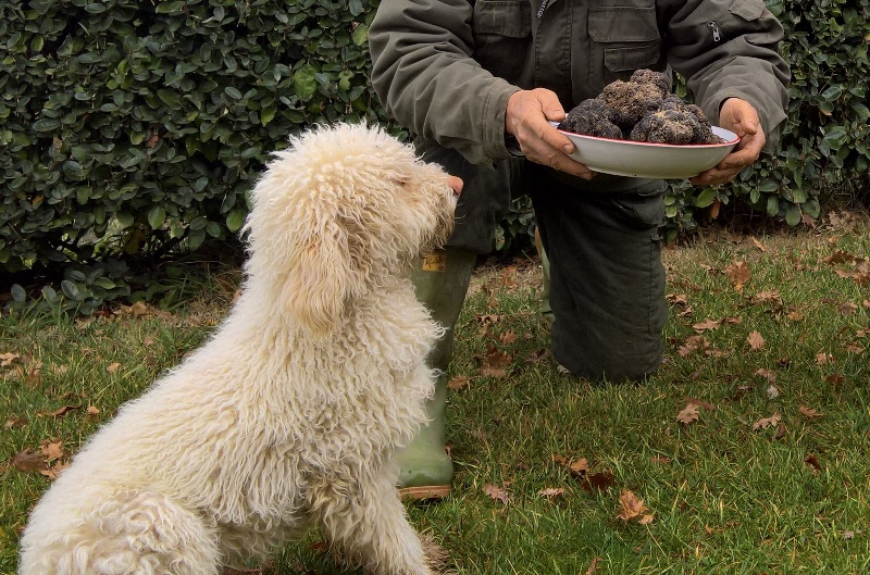 Truffle Hunting in Arezzo Villa Magna Tartufi